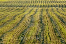 Autumn sowing by sunset 이미지 (185617855) - 게티이미지뱅크 Autumn sowing by sunset