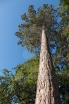 Upward view to the branches of a pine tree 이미지 (176663679) - 게티이미지뱅크 Upward view to the branches of a pine tree