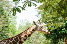 Giraffe eating 이미지 (178758350) - 게티이미지뱅크 Giraffe eating