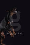 Black dog,Doberman attack 이미지 (178441296) - 게티이미지뱅크 Black dog,Doberman attack