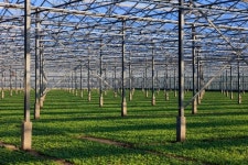 cultivation of raddish in a greenhouse 이미지 (180835663) - 게티이미지뱅크 cultivation of raddish in a greenhouse