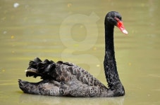 Black Swan 이미지 (178896248) - 게티이미지뱅크 Black Swan