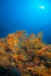 Sea life - Gorgonian coral 이미지 (180808623) - 게티이미지뱅크 Sea life - Gorgonian coral