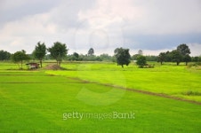 Green field in Thailand 이미지 (476485159) - 게티이미지뱅크 Green field in Thailand