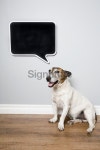 Speech Bubble Dog 이미지 (172471675) - 게티이미지뱅크 Speech Bubble Dog