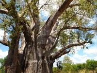Big Tree - huge baobab in Victoria Falls 이미지 (180594933) - 게티이미지뱅크 Big Tree - huge baobab in Victoria Falls