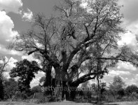 Big Tree - huge baobab in Victoria Falls 이미지 (181698814) - 게티이미지뱅크 Big Tree - huge baobab in Victoria Falls