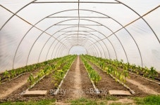 Greenhouse  Interior 이미지 (178898314) - 게티이미지뱅크 Greenhouse  Interior