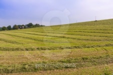 Farmland with mowed grass in Czech 이미지 (179264859) - 게티이미지뱅크 Farmland with mowed grass in Czech