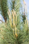 Needles of a pine tree (Pinus sylvestris) 이미지 (178825725) - 게티이미지뱅크 Needles of a pine tree (Pinus sylvestris)