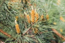 Needles of a pine tree (Pinus sylvestris) 이미지 (178126171) - 게티이미지뱅크 Needles of a pine tree (Pinus sylvestris)