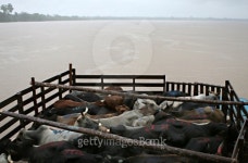 Cattle on Boat 이미지 (178735141) - 게티이미지뱅크 Cattle on Boat
