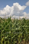 Corn field 이미지 (476480743) - 게티이미지뱅크 Corn field