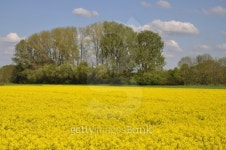Rapeseed field 이미지 (176571578) - 게티이미지뱅크 Rapeseed field