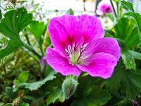 single flower Viola Pansy Pink colour 이미지 (452474841) - 게티이미지뱅크 single flower Viola Pansy Pink colour