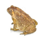 toad 이미지 (476546789) - 게티이미지뱅크 toad