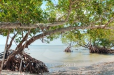Mangroves in the Everglades 이미지 (177699439) - 게티이미지뱅크 Mangroves in the Everglades
