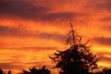 Sunset Dramatic Silhoutte Orange 이미지 (187068623) - 게티이미지뱅크 Sunset Dramatic Silhoutte Orange