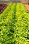 Organic lettuce growing in a green house. 이미지 (187992173) - 게티이미지뱅크 Organic lettuce growing in a green house.