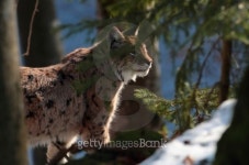 European lynx 이미지 (176467365) - 게티이미지뱅크 European lynx
