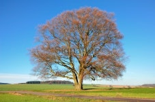Large bare beech tree on field in fall 이미지 (457211401) - 게티이미지뱅크 Large bare beech tree on field in fall