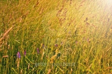Meadow with green and yellow grass, flowers 이미지 (178995807) - 게티이미지뱅크 Meadow with green and yellow grass, flowers