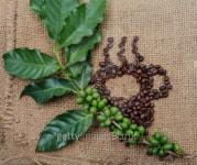 coffee beans 49 이미지 (177584929) - 게티이미지뱅크 coffee beans 49