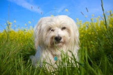Good Dog 이미지 (453652885) - 게티이미지뱅크 Good Dog