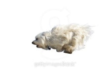 The dog run 이미지 (451346121) - 게티이미지뱅크 The dog run