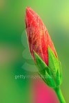 Red Hibiscus Bud 이미지 (453243813) - 게티이미지뱅크 Red Hibiscus Bud
