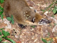 Coati looking surprised 이미지 (180214895) - 게티이미지뱅크 Coati looking surprised