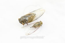 cicada 이미지 (180189870) - 게티이미지뱅크 cicada