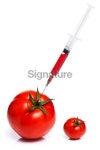 GMO tomato 이미지 (186762455) - 게티이미지뱅크 GMO tomato