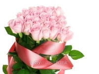 Pink roses 이미지 (476480383) - 게티이미지뱅크 Pink roses