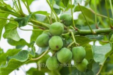 Jatropha on tree 이미지 (178865739) - 게티이미지뱅크 Jatropha on tree