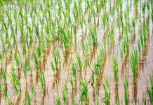 rice plants in a flooded field 이미지 (187853170) - 게티이미지뱅크 rice plants in a flooded field
