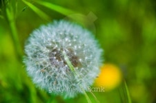 opened flower of dandelion 이미지 (178713356) - 게티이미지뱅크 opened flower of dandelion