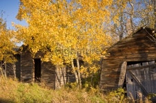 Abandoned farm buildings in autumn 이미지 (172467827) - 게티이미지뱅크 Abandoned farm buildings in autumn