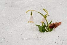 snowdrop 이미지 (462888961) - 게티이미지뱅크 snowdrop