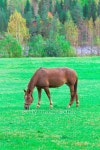 domestic horse 이미지 (188066316) - 게티이미지뱅크 domestic horse