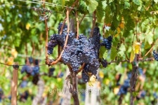 ripening grape clusters on the vine 이미지 (185984409) - 게티이미지뱅크 ripening grape clusters on the vine