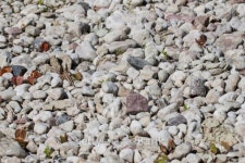 Pebble stones 이미지 (461878967) - 게티이미지뱅크 Pebble stones