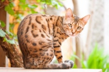 Bengal Cat sitting on Garden Table 이미지 (178414885) - 게티이미지뱅크 Bengal Cat sitting on Garden Table