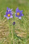 Mountain Pasqueflower (Pulsatilla montana) 이미지 (460227347) - 게티이미지뱅크 Mountain Pasqueflower (Pulsatilla montana)