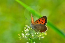 Butterfly in natural habitat 이미지 (187093827) - 게티이미지뱅크 Butterfly in natural habitat