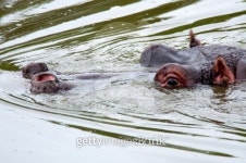 Hippo swimming with snorcle and goggles 이미지 (453797239) - 게티이미지뱅크 Hippo swimming with snorcle and goggles