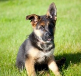 german shepherd puppy 이미지 (181129276) - 게티이미지뱅크 german shepherd puppy
