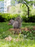 Squirrel in city park 이미지 (178706523) - 게티이미지뱅크 Squirrel in city park