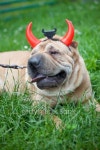 sharpei dog as devil 이미지 (178183387) - 게티이미지뱅크 sharpei dog as devil