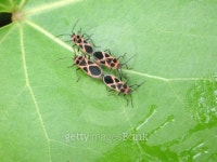 Bugs mating 이미지 (471598647) - 게티이미지뱅크 Bugs mating